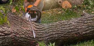 Trusted Random Lake, WI  Tree Services Experts