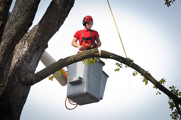 How Our Tree Care Process Works  in  Random Lake, WI